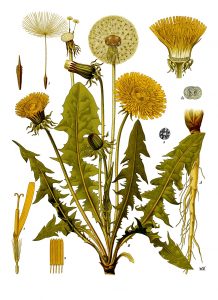 1200px Taraxacum officinale Kohler–s Medizinal Pflanzen 135
