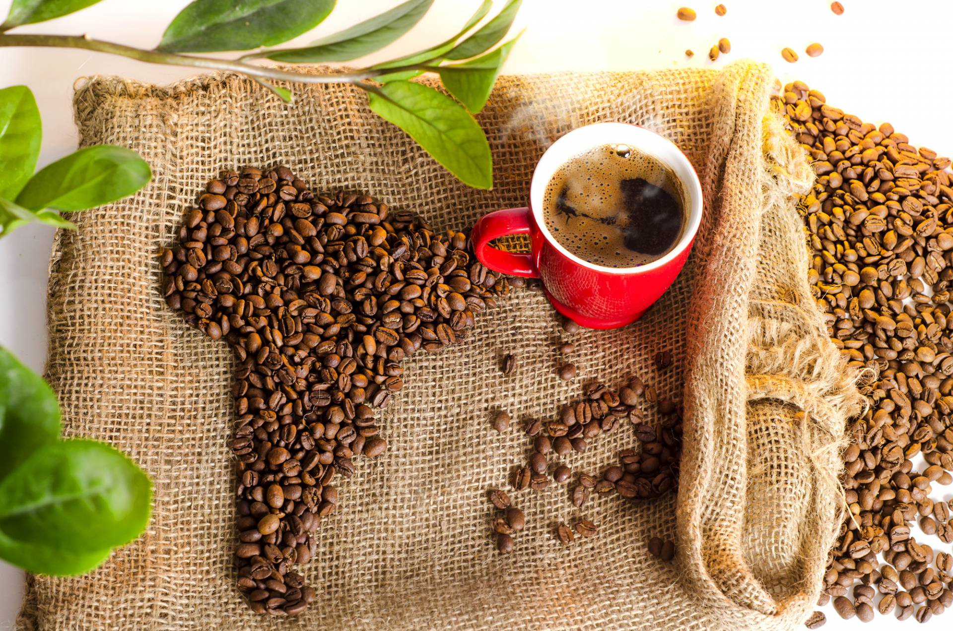 kafa svijet