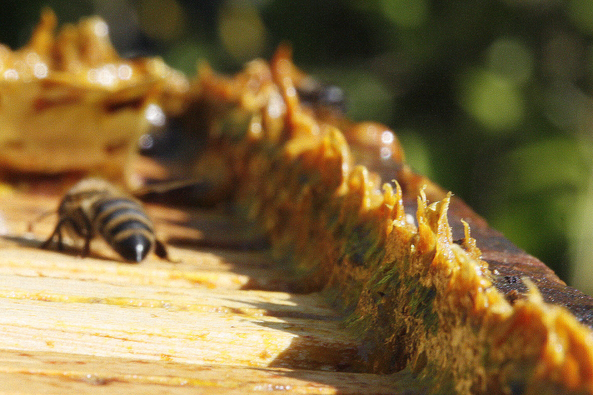 1200px Propolis in beehives