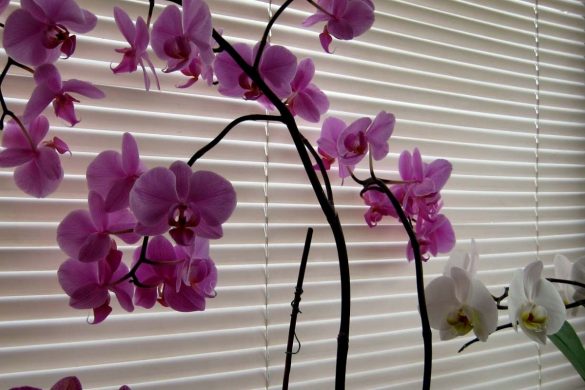 orhideja 2